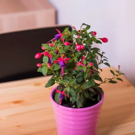 Strefa Apartamentowe Apartment *