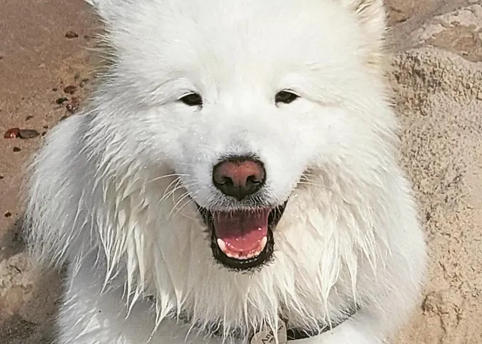 Strefa Apartamentowe *