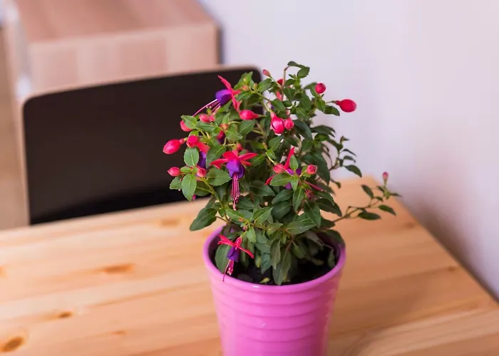 Strefa Apartamentowe アパート *